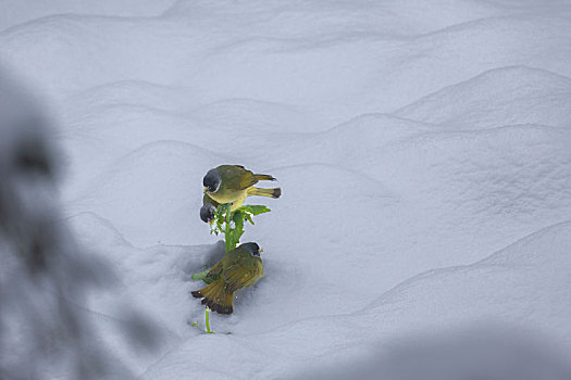 绿鹦嘴鹎雪地觅食栖息