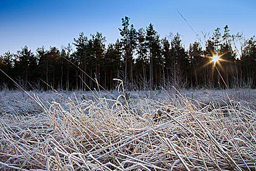 霜,草,阳光,树,诺森伯兰郡,英格兰