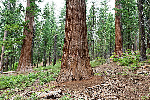 巨杉,树林,小树林,优胜美地国家公园,加利福尼亚,美国