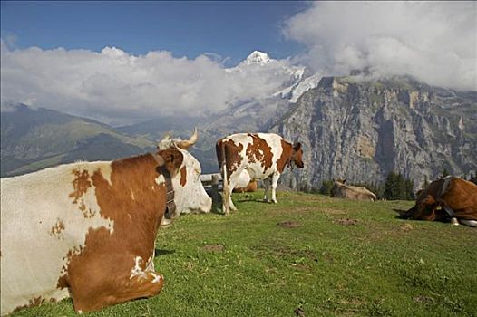 瑞士,伯恩高地,母牛,放牧,高山,草场
