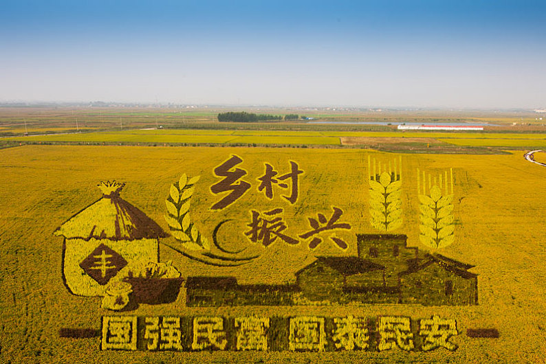 东营稻田画图片_东营稻田画高清图片_全景视觉