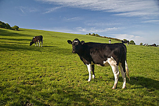 家牛,黑白花牛,弗里斯兰奶牛,母牛,放牧,草场,多西特,英格兰,欧洲