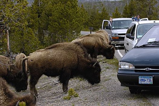 美洲野牛,野牛,群体,放牧,靠近,道路,黄石国家公园,怀俄明