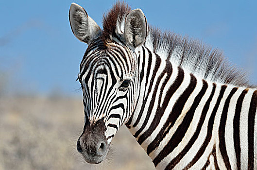 白氏斑马,斑马,特写,小马,埃托沙国家公园,纳米比亚,非洲