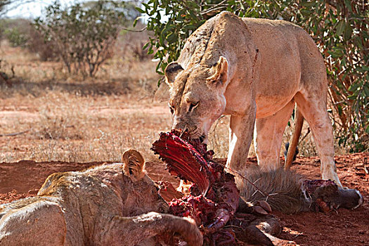 雌狮,狮子,幼兽,杀死,水羚,查沃,国家公园,肯尼亚,非洲