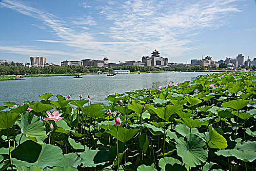 北京西客站莲花池公园内的荷花塘荷花