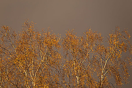 桦树,枝条,黄叶,秋天,蓝色,灰色天空