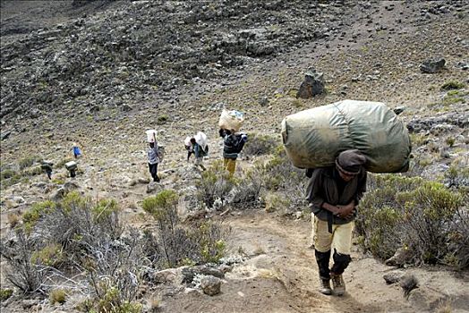 搬运工,拿,重,路线,乞力马扎罗山,坦桑尼亚