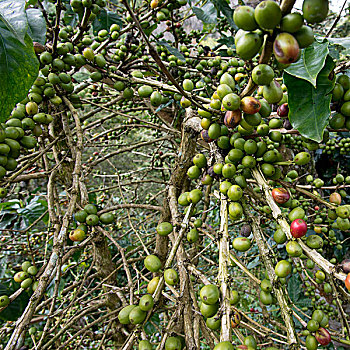 咖啡豆,农作物,庄园,洪都拉斯