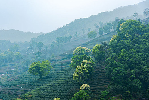 龙井茶茶山