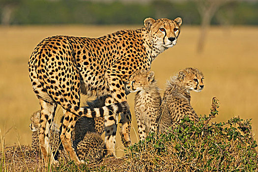印度豹,猎豹,女性,马赛马拉,肯尼亚