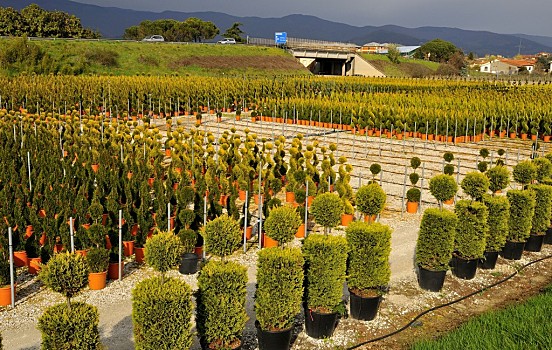 植物苗圃圖片