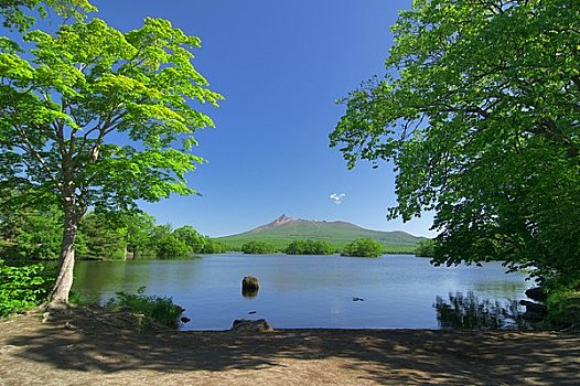 茂密,水塘