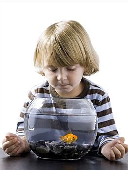 美国,犹他,男孩,2-3岁,看,金鱼,鱼缸