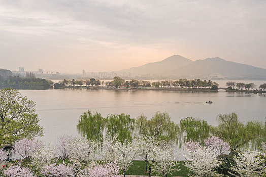 樱花,盛开,南京,玄武湖公园