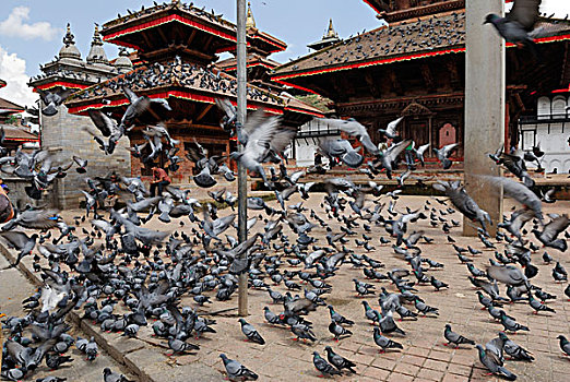 鸽子,杜巴广场,加德满都,尼泊尔,亚洲