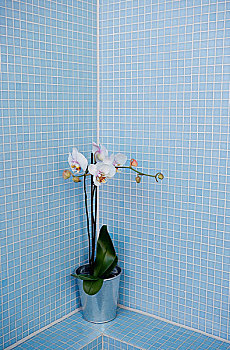 植物,蓝色,砖瓦,浴室