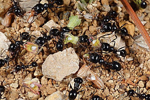 收割,蚂蚁,成年,工蚁,大小,收集,种子,靠近,密涅瓦,朗格多克-鲁西永大区,法国,欧洲