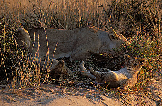 雌狮,幼兽,狮子,卡拉哈迪大羚羊国家公园,卡拉哈里沙漠,南非,非洲