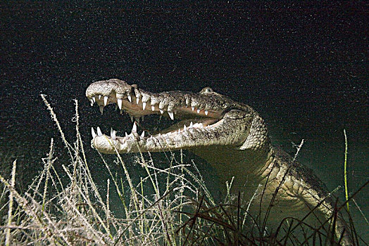 鳄鱼,猎捕,夜晚,鳄属,坎昆,尤卡坦半岛,墨西哥
