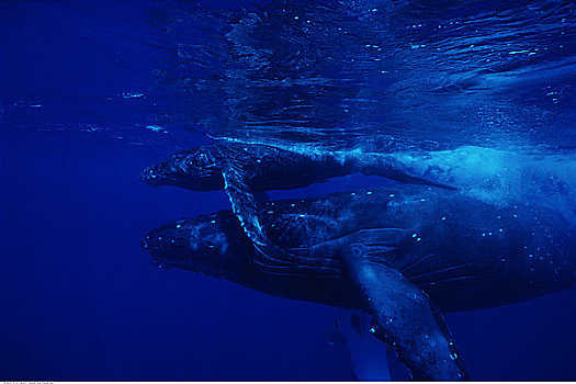 水下视角,驼背鲸,幼兽,靠近,夏威夷