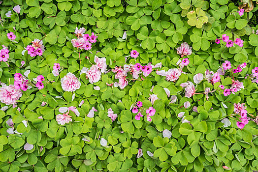 绿地和樱花花瓣特写