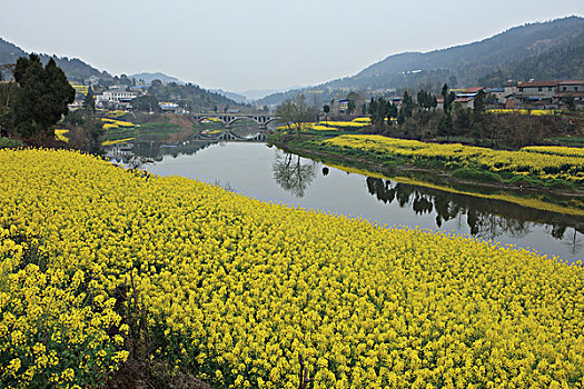 油菜花田