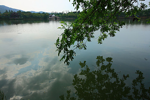 湖面,湖畔,树林,湖泊,生态,绿色