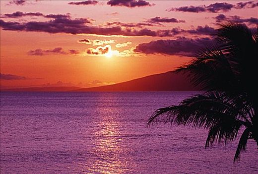 夏威夷,毛伊岛,漂亮,热带,日落,棕榈树
