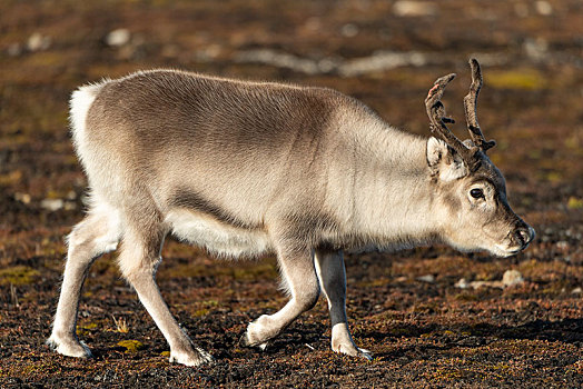 斯瓦尔巴特群岛,驯鹿,驯鹿属,斯匹次卑尔根岛,群岛,挪威,欧洲