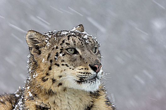 雪,豹,成年,头像