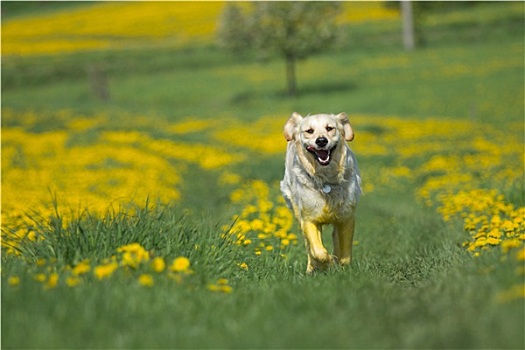 金毛猎犬,跑,摄影