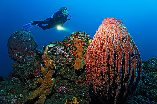 水下,景色,潜水者,珊瑚礁,巴厘岛,海洋,印度尼西亚,印度洋,亚洲