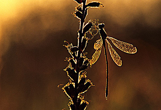蜻蛉,日落,湖,地方公园,不列颠哥伦比亚省,加拿大