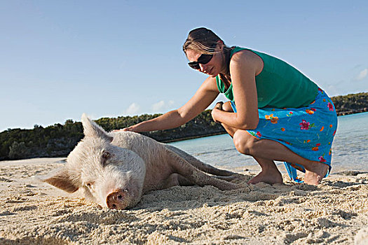 巴哈马,大,女人,抚摸,野猪,海滩