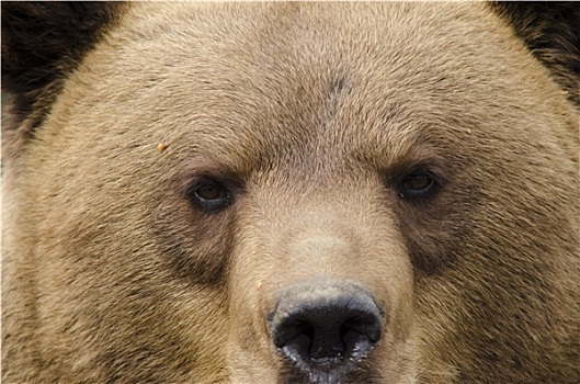 脸,棕熊