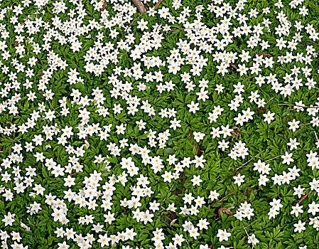 五叶银莲花,银莲花属,背景,图像,上巴伐利亚,巴伐利亚,德国,欧洲