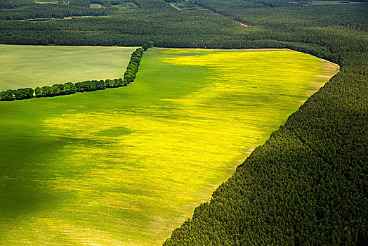 地点,玉米田,树林,区域,波美拉尼亚,波罗的海岸,波兰