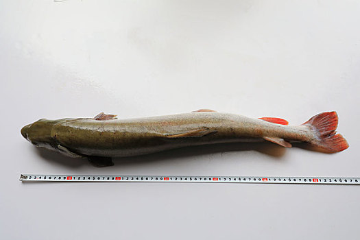 哲罗鱼标本