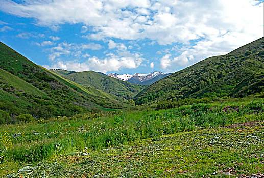 风景,茂密,山谷,远景,雪,山,顶峰,东方,掸邦,山峦,阿拉木图,省,哈萨克斯坦,欧亚大陆