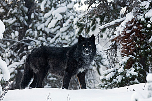 大灰狼,狼,冬天,西部,艾伯塔省,加拿大