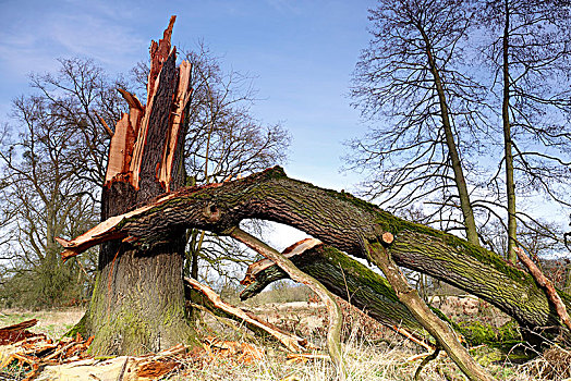 橡树,生物保护区,中间,萨克森安哈尔特,德国,欧洲