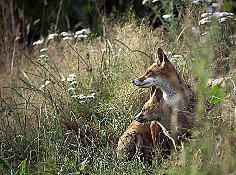 红狐,狐属,女性,雌性,幼兽,站立,巢穴,入口,诺曼底