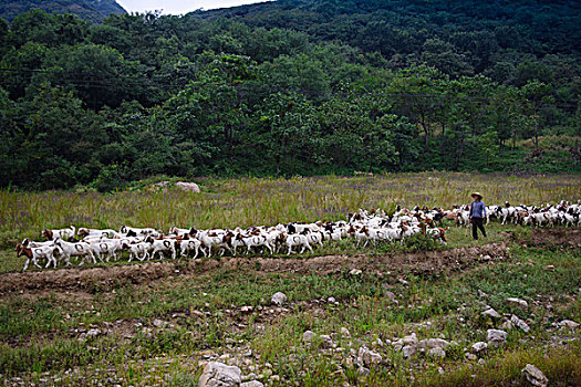 山坡牧羊
