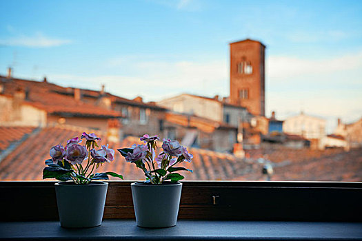 窗户,风景,花,容器,古建筑,背景,卢卡,意大利