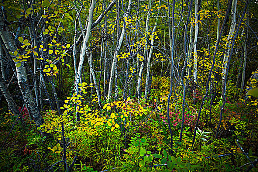 彩色,秋叶,白杨,树林,艾伯塔省,加拿大