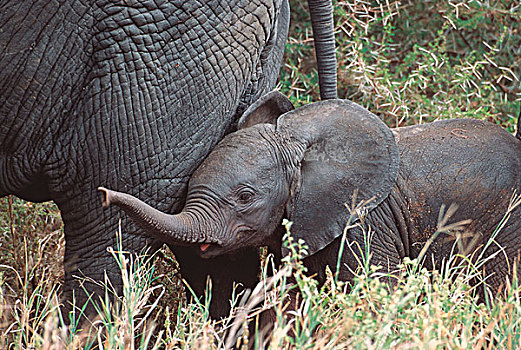 非洲,坦桑尼亚,塔兰吉雷国家公园,小象,大象,非洲象