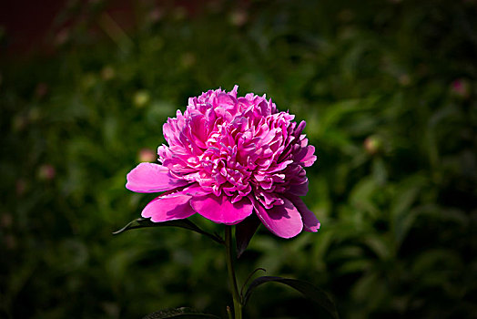 美丽芍药,芍药花