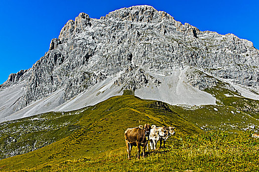 母牛,草场,背影,山,瑞士,欧洲