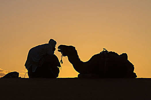 摩洛哥,撒哈拉沙漠,领驼人,骆驼,休息,夕阳